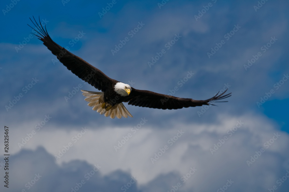 Naklejka premium Bald eagle soaring