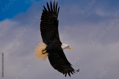 Bald eagle soaring sideway