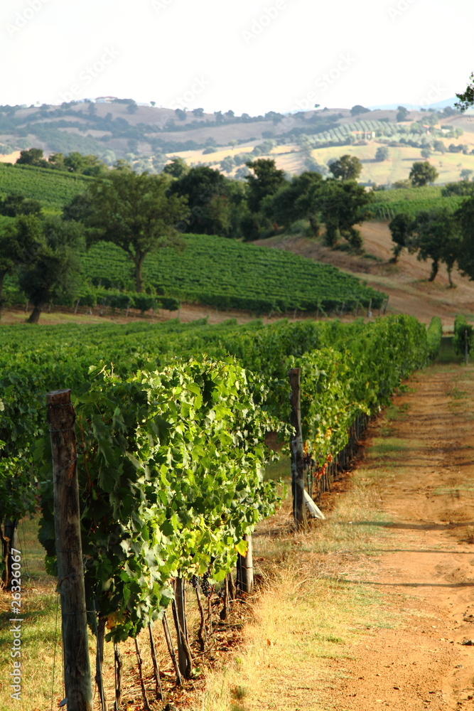Fototapeta premium Vineyard under the sun in Scansano