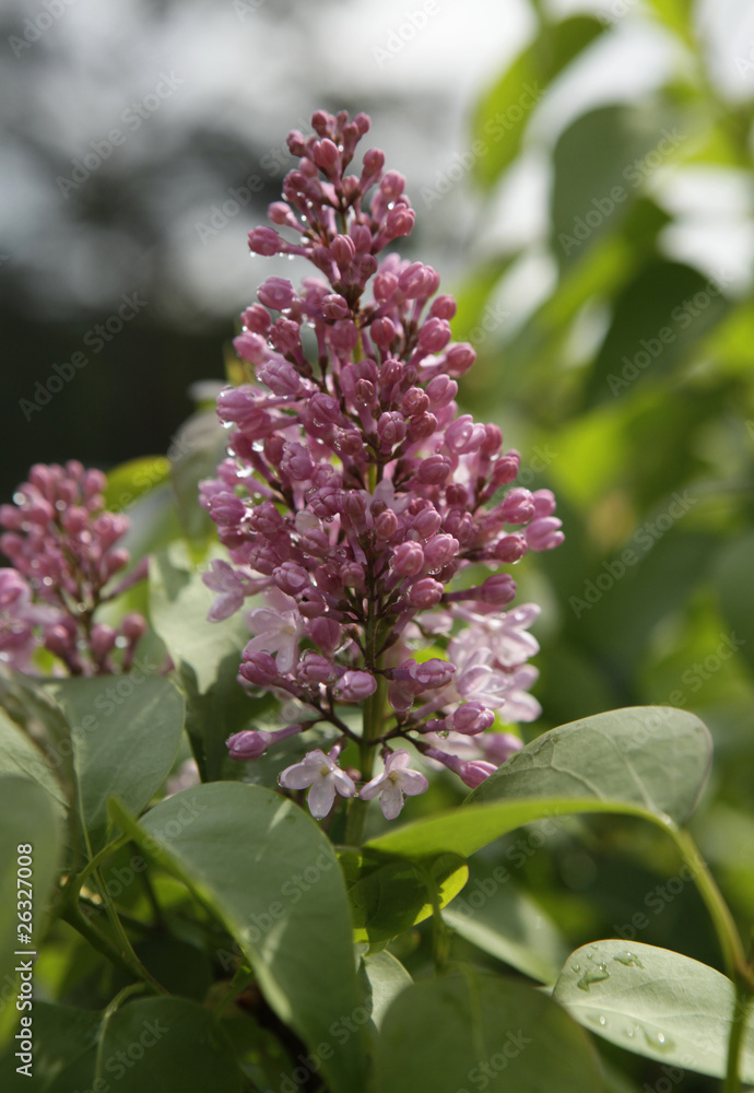 lilac lilac