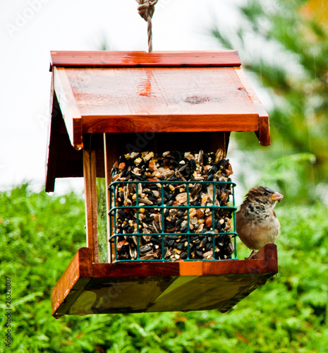 Moineau sur une mangeoire