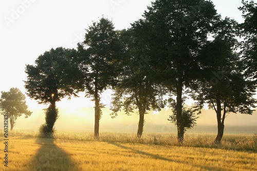 Trees in a misty field at dawn
