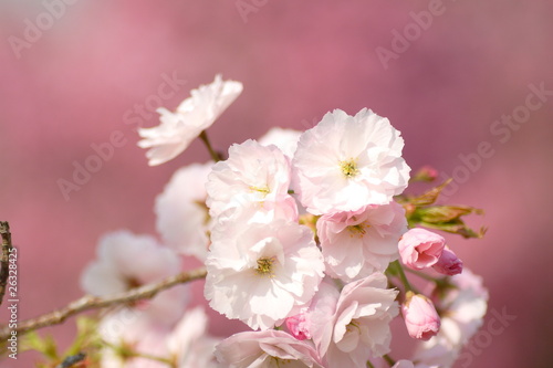             double cherry blossoms