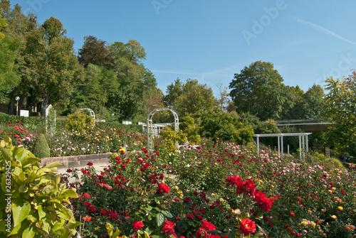 Rosengarten im Kurpark Bad Mergentheim © Fineart Panorama
