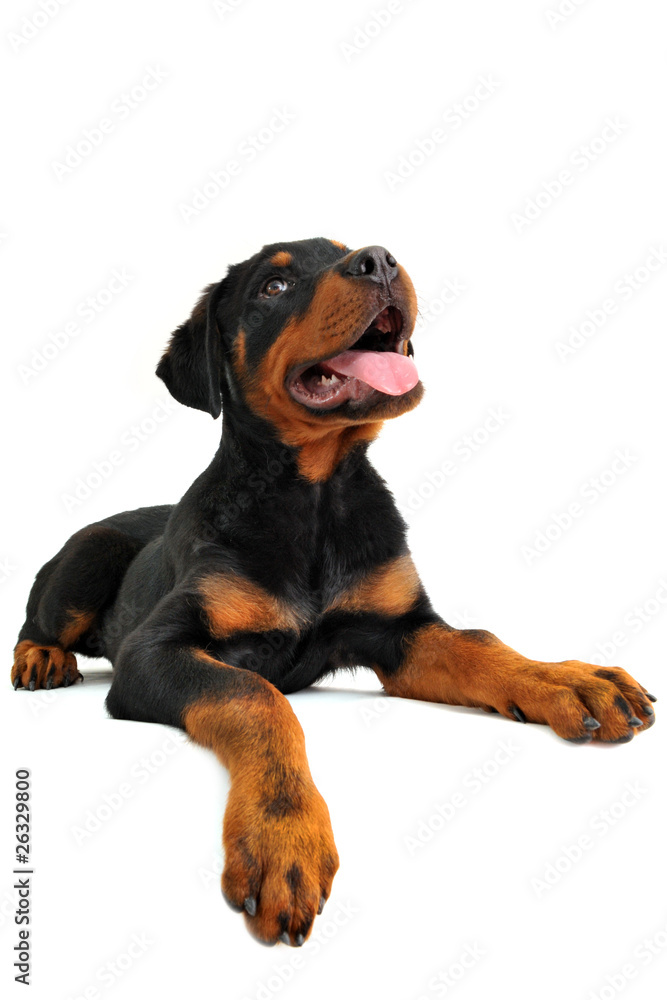 Fototapeta premium chiot rottweiler