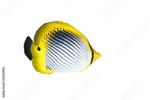 Billede på lærred Butterflyfish