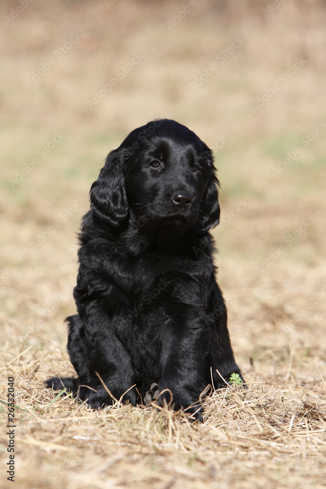 puppy flat coated retriever outdoor
