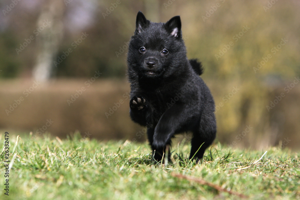 course de face du schipperke course de face du schipperke