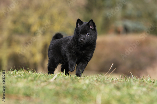 belle posture du jeune schipperke