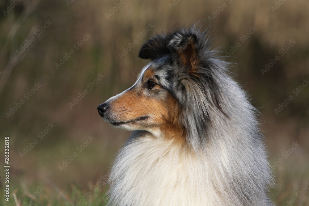 portrait de profil d'un shetland sheepdog
