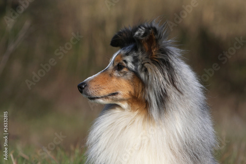 portrait de profil d'un shetland sheepdog
