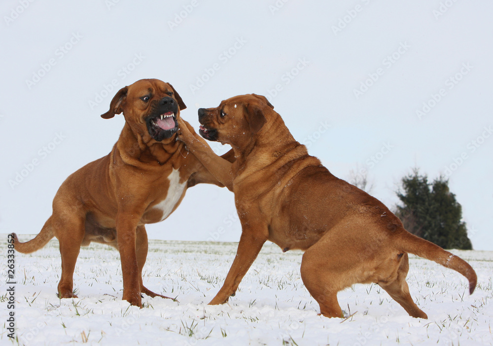 deux tosa inu au combat