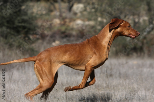 magnifique saut du braque hongrois © Dogs