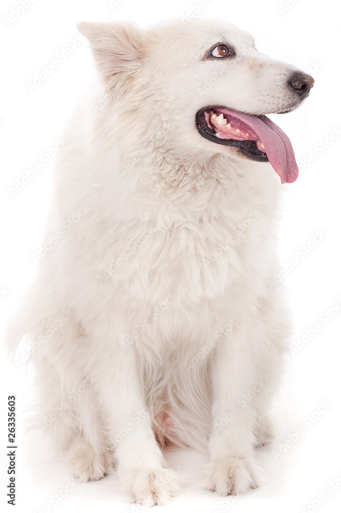 Cute white dog looking sideway Cute white dog looking sideway