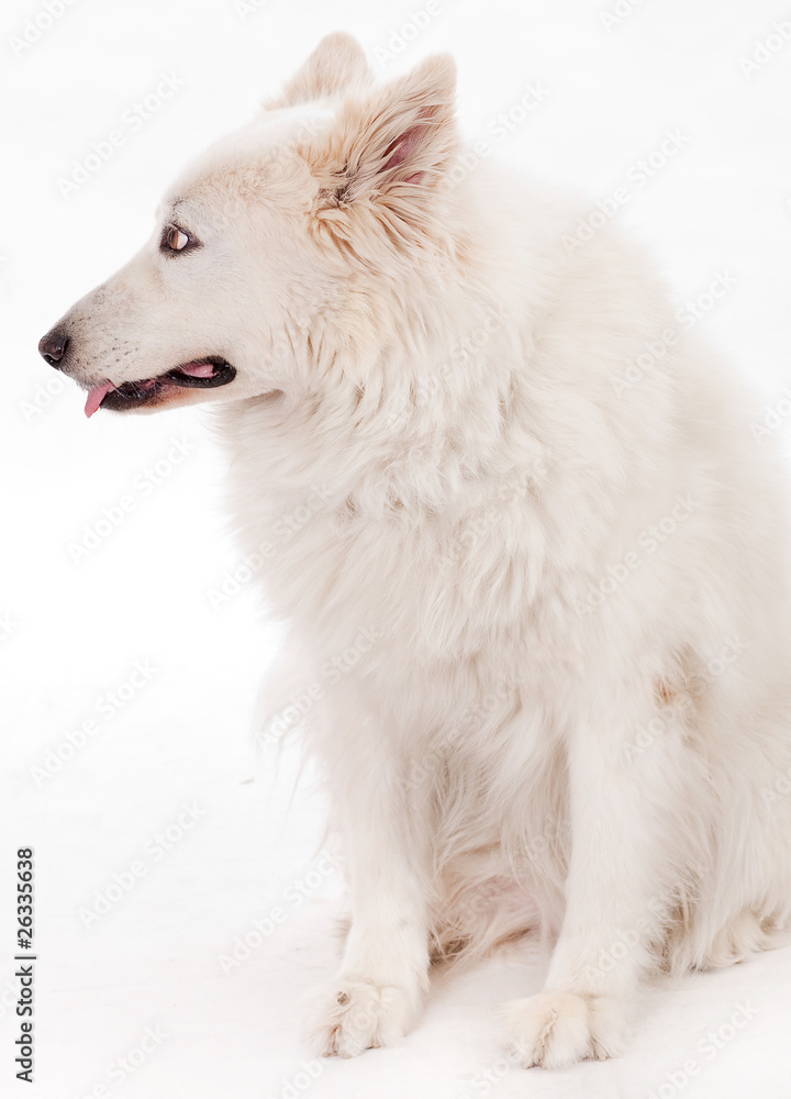 Beautiful dog sitting on the floor looking side way Beautiful dog sitting on the floor looking side way
