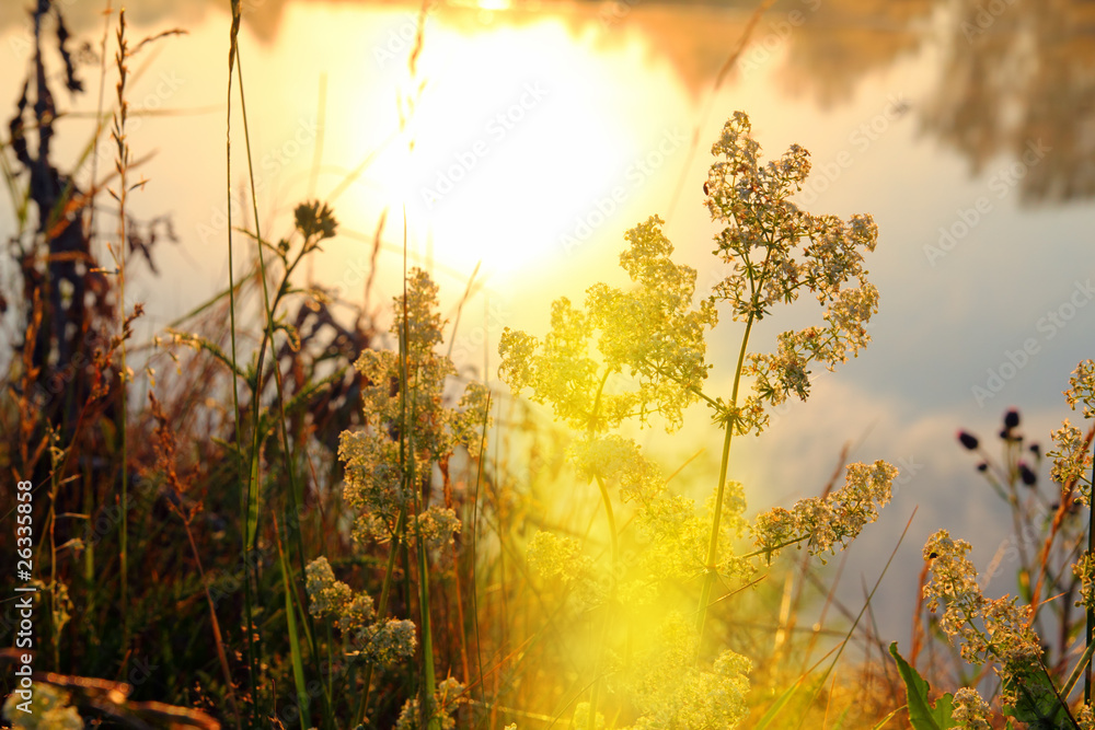 Obraz premium grass on riverside at dawn