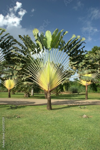Arbre du voyageur