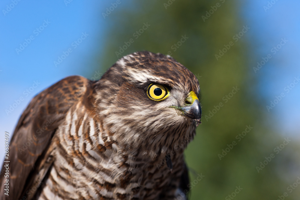Pernis apivorus Pernis apivorus