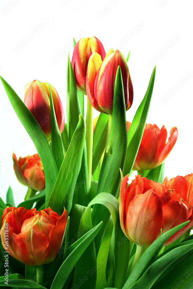 Fototapeta premium Tulpen