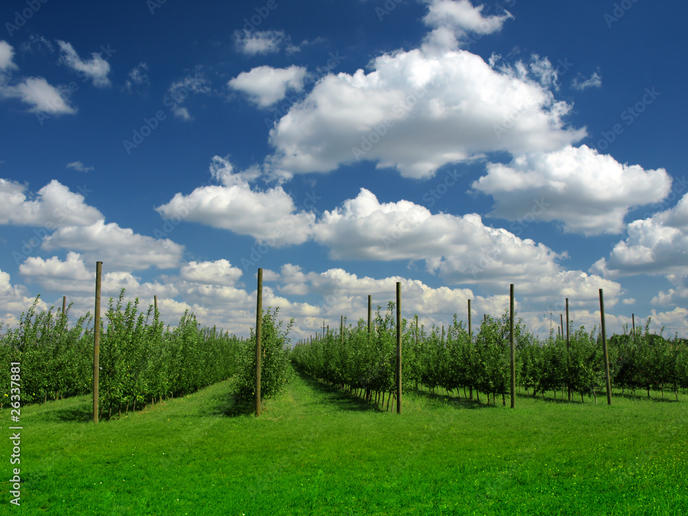 Obraz premium Apples at the orchard