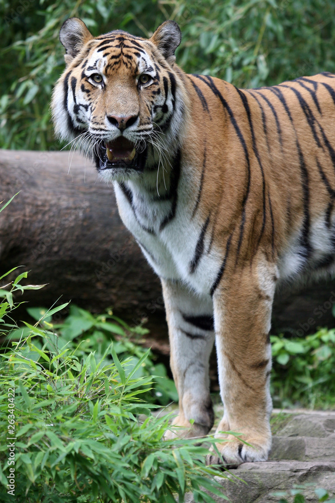 Amur Tiger