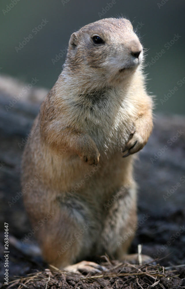 Fototapeta premium Präriehund