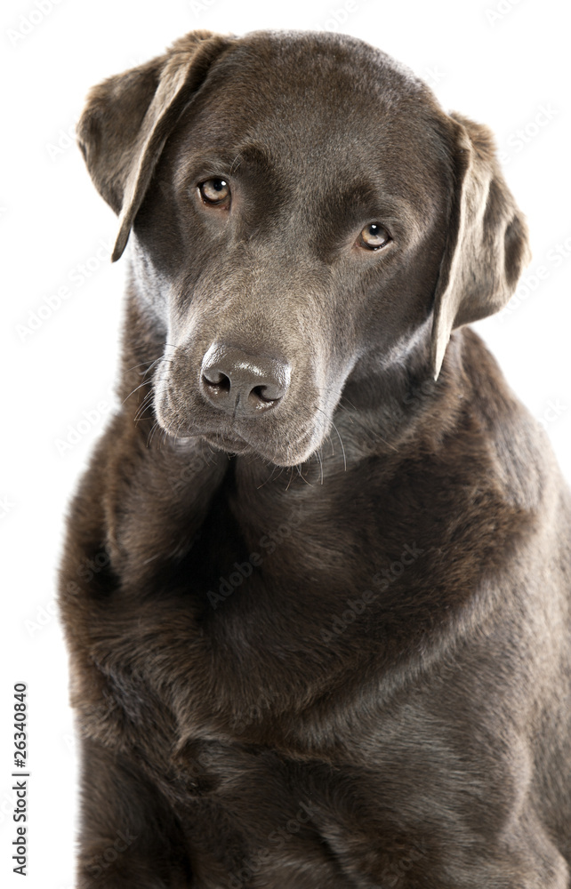 Cute Chocolate Labrador with Head Tilted