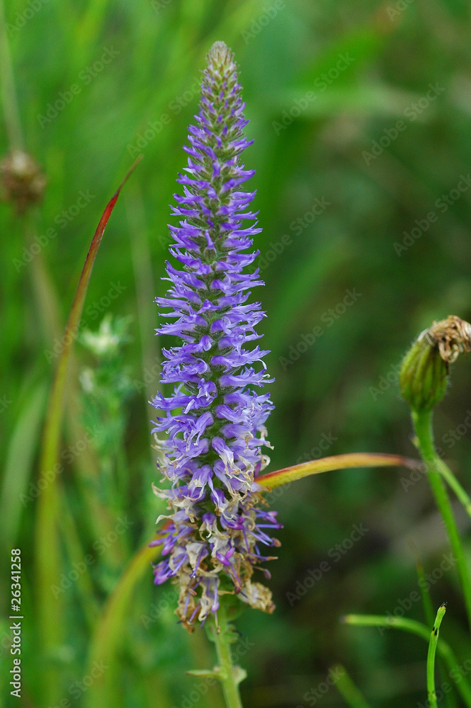 Beautiful violet flower in a meadow