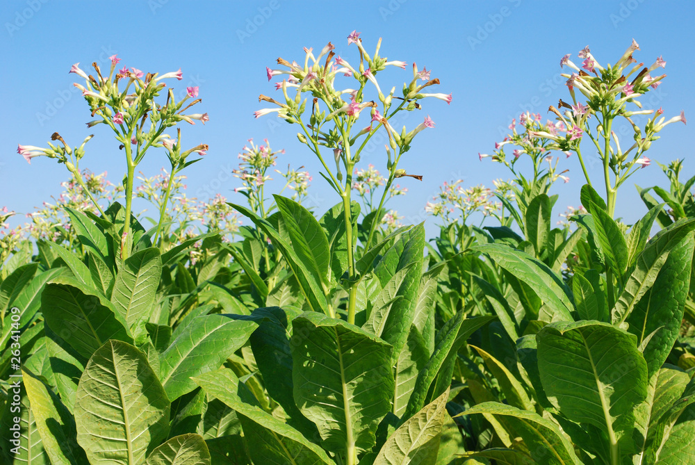 tobacco plant tobacco plant