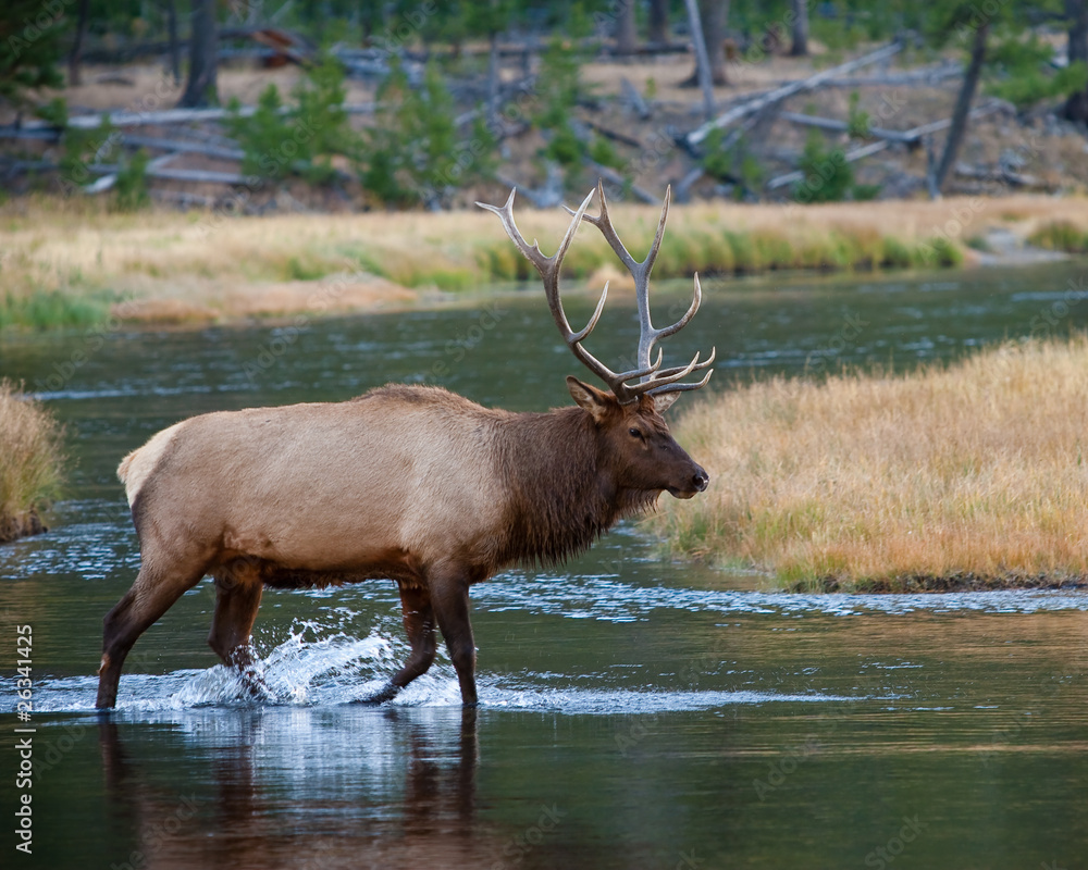 Elk Elk