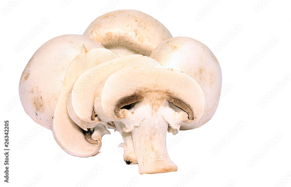 Edible button mushroom Edible button mushroom