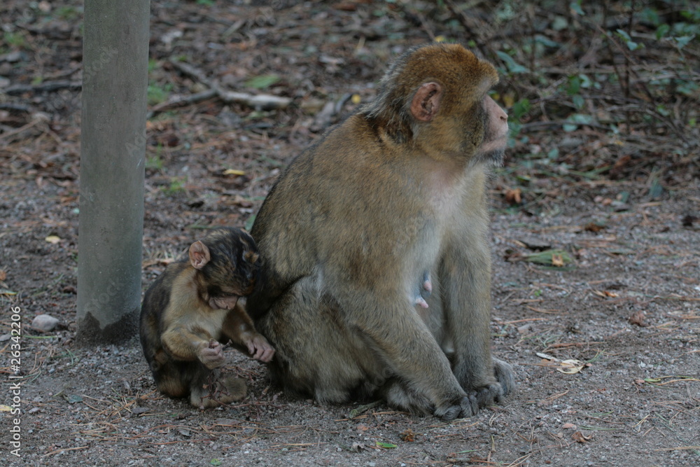 Fototapeta premium Äffchen