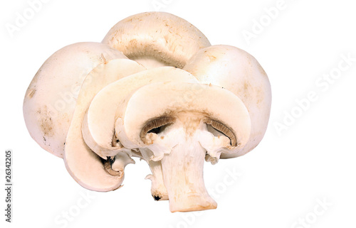 Edible button mushroom