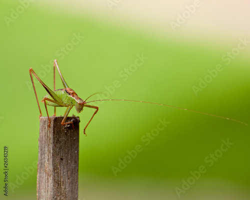 grasshopper in the green photo