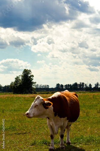 cow on a meadow