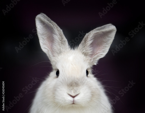 Coniglio nano bianco photo