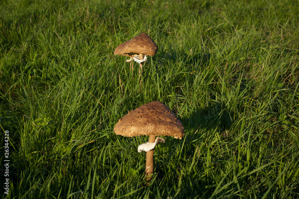 Parasol mushrooms (Macrolepiota procera) on the meadow Parasol mushrooms (Macrolepiota procera) on the meadow