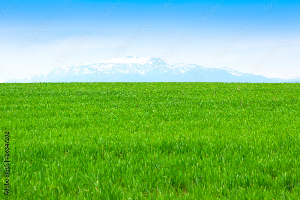 field of grass and perfect blue sky