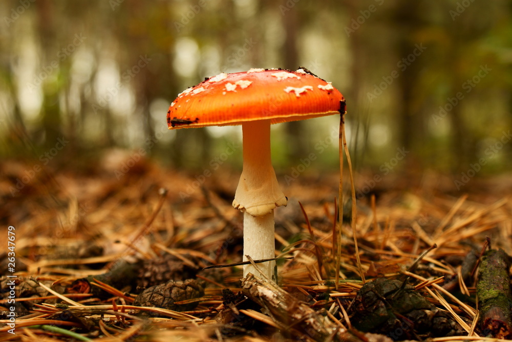 mushroom - obrazy, fototapety, plakaty 