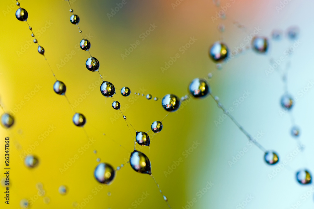 Fototapeta premium Necklace. Morning dew on a web.