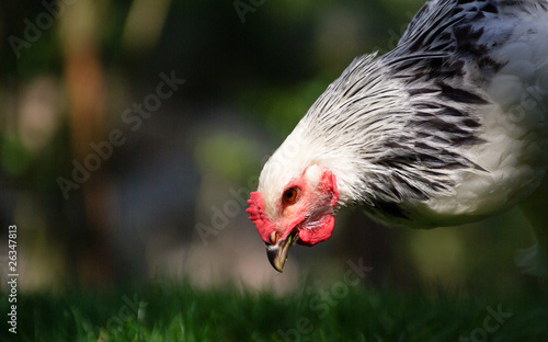 Coq en train de picorer