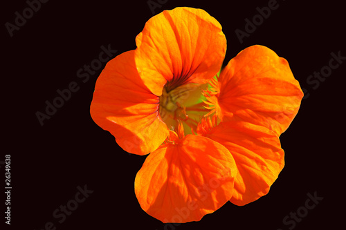 orange blüte einer kapuzinerkresse , freigestellt