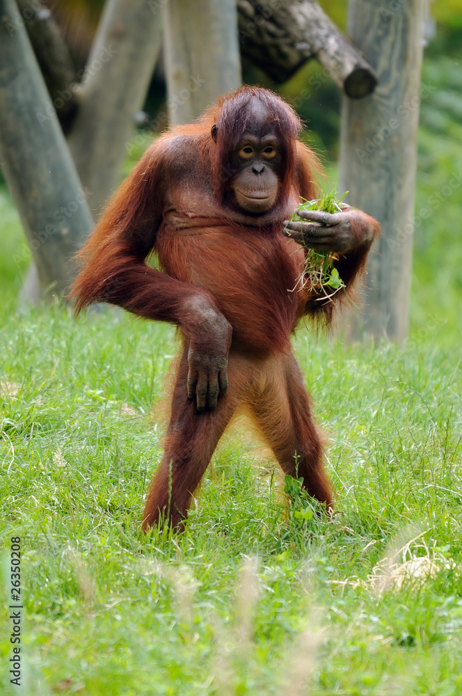 Orang Outan Debout Stock Photo Adobe Stock Orang Outan Debout Stock Photo Adobe Stock