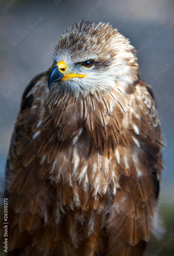 Europäischer Mäusebussard Europäischer Mäusebussard