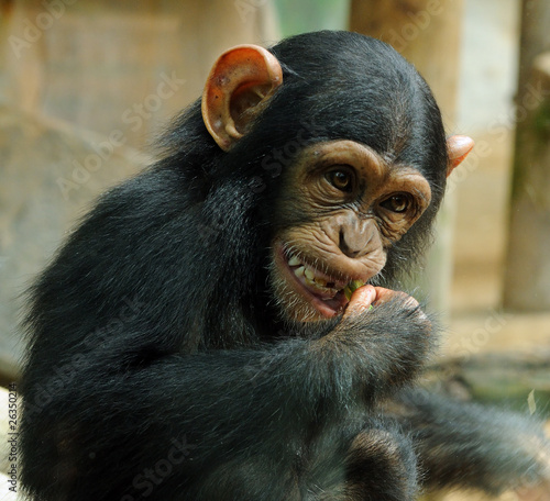 petit chimpanzé