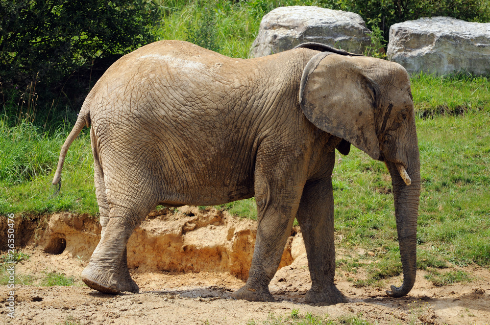 éléphant d'afrique