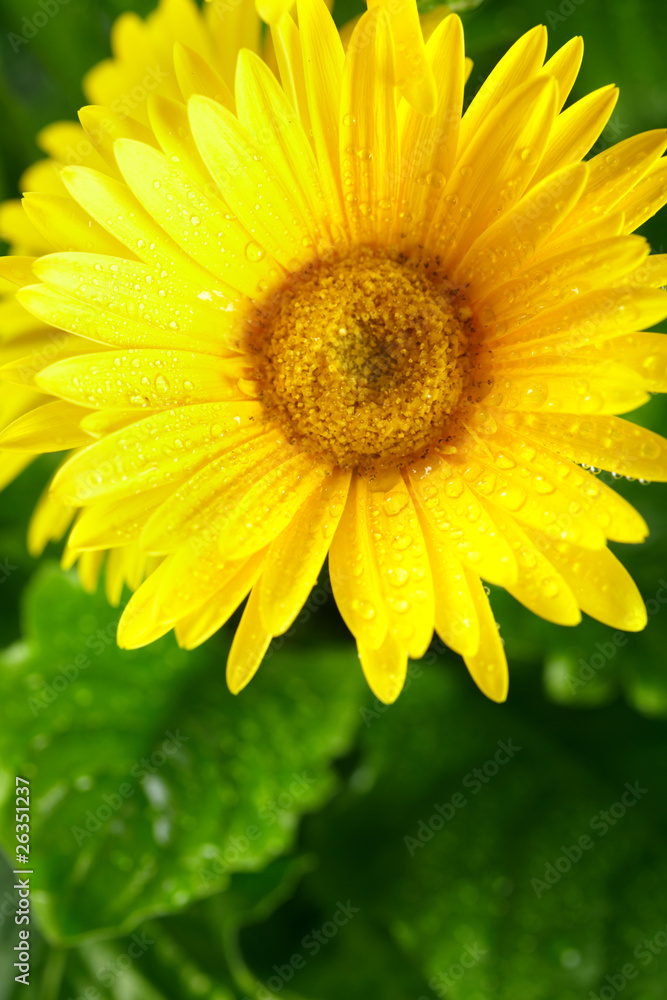 yellow flowers. yellow flowers.