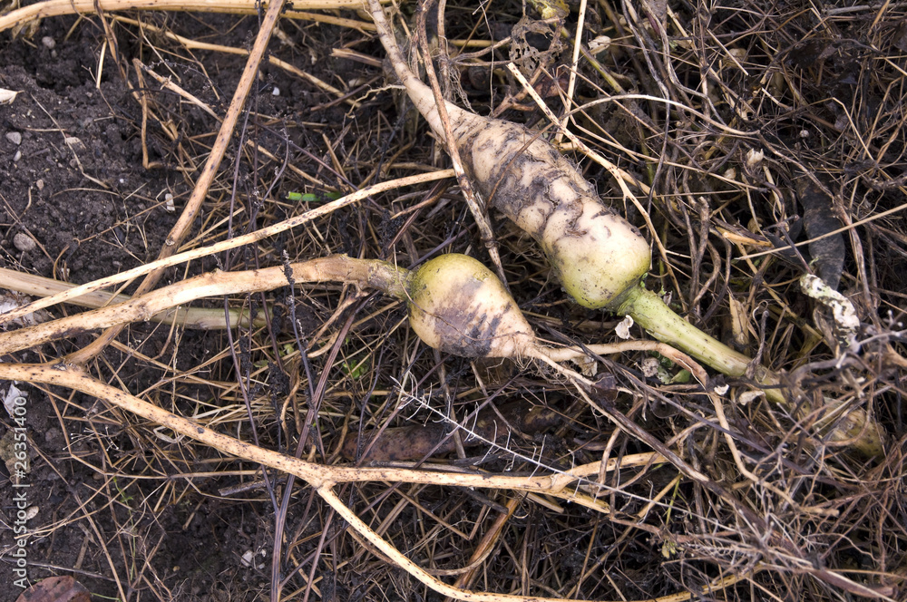 Rotting turnips on a compost heap Rotting turnips on a compost heap
