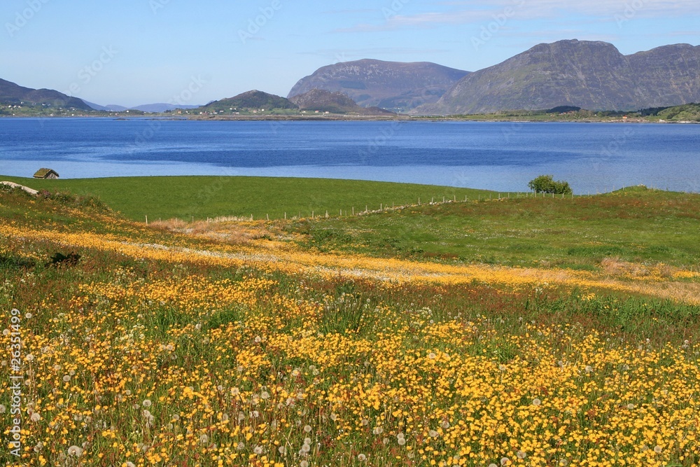 Blühende Wiese, norwegische Landschaft am Wasser