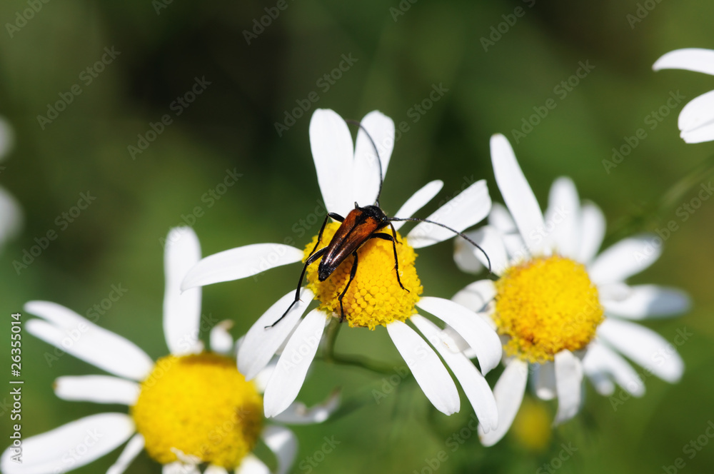 beetle on camomile beetle on camomile